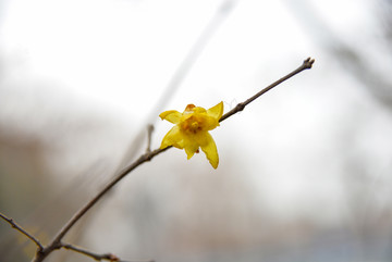 黄梅花