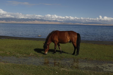 湖边的马