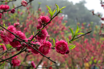 桃花林