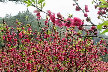 桃花林