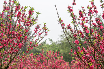 桃花林