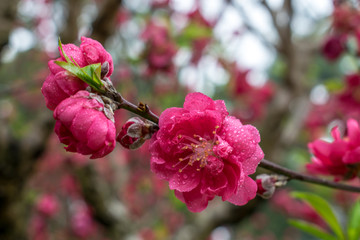 桃花