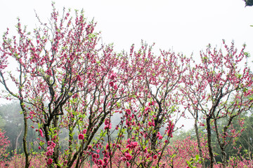 桃花林