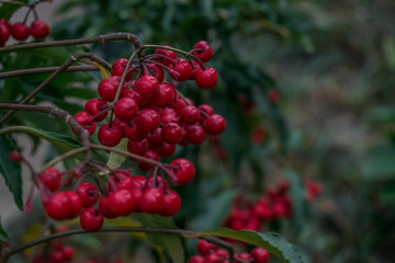 朱砂根