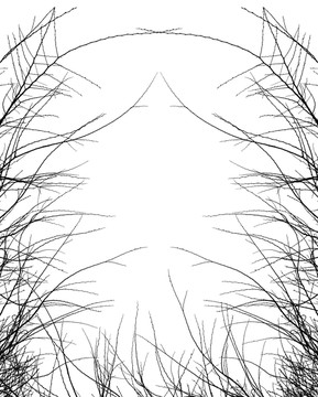 黑白樹枝