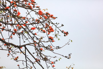 木棉花红色木棉花