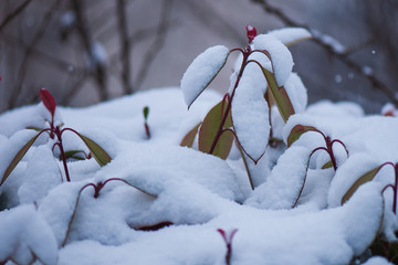 雪景