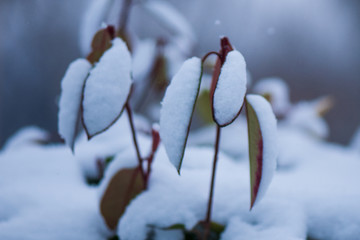 雪景