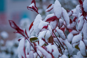 雪景