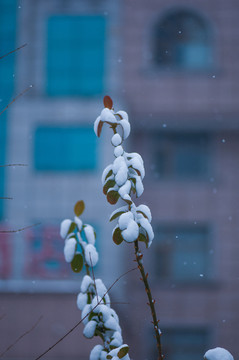 雪景