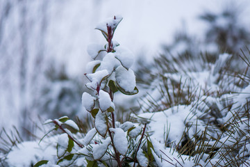 雪景