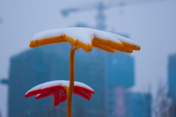 雪景