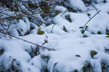 雪景