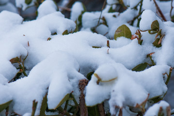 雪景