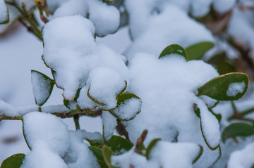 雪景