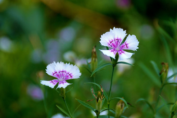 淡紫色石竹花