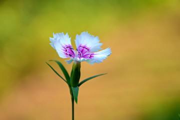 淡紫色石竹花