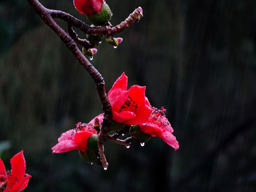 红棉花开