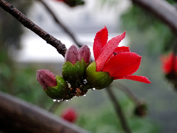 红棉花开