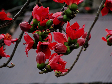 红棉花开