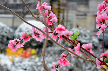 傲雪寒梅