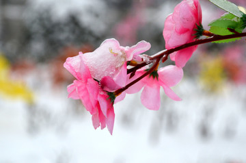 傲雪寒梅