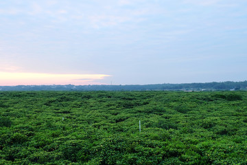 红树林