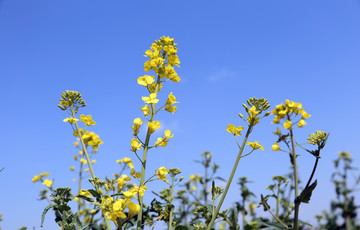 油菜花