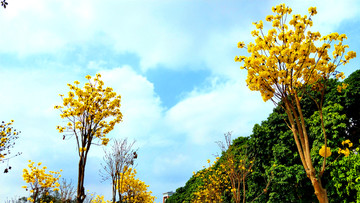 黄钟木树开花