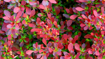 红叶小檗紫叶小檗绿化带植物