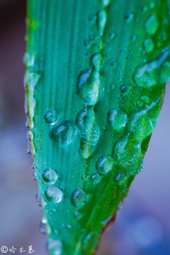 雨后竹叶