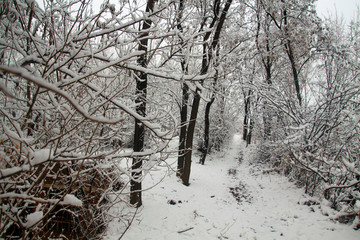 雪