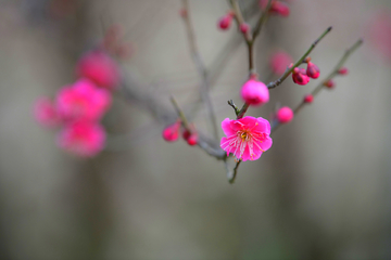 梅花