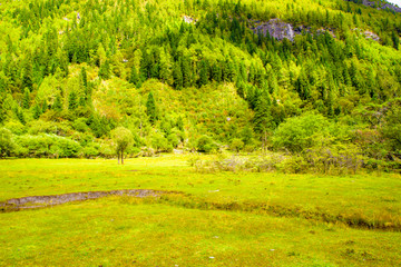 高山牧场