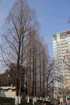 安徽农业大学校园