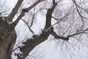 树枝雪景