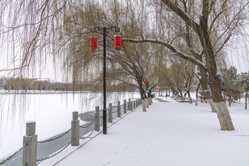 柳树树枝雪景