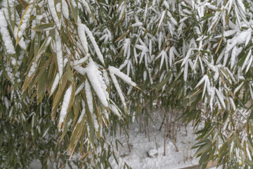 竹子雪景