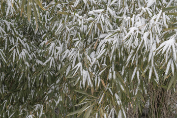 竹子雪景