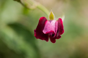 月季花特写