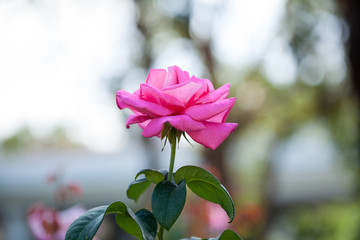 月季花特写