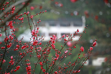 雨中桃花