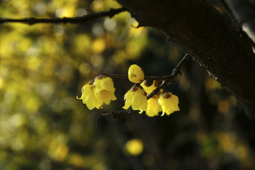 蜡梅花