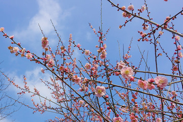 林阳寺梅花