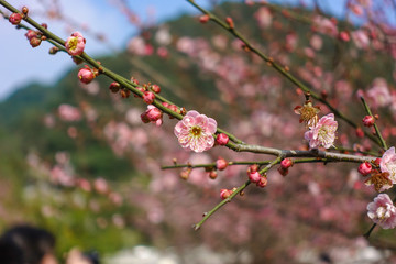 梅花