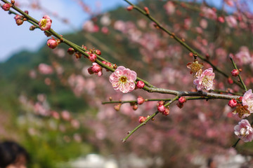 梅花