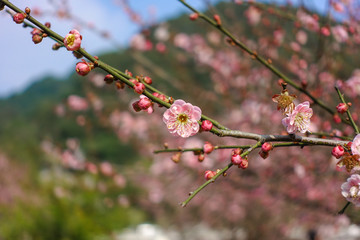 梅花