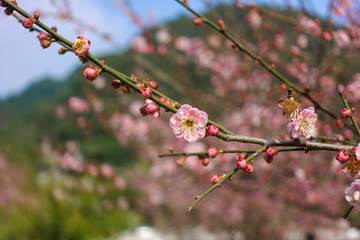 梅花