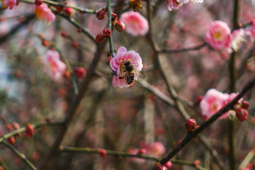 林阳寺梅花