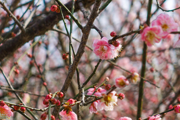 林阳寺梅花